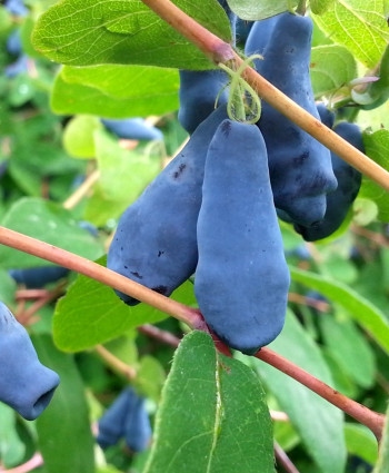 Жимолость «Волхова» в каталоге СЦ Корекозево