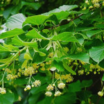 Миниатюра 2. Липа мелколистная в каталоге СЦ Корекозево