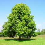 Миниатюра 3. Липа мелколистная в каталоге СЦ Корекозево