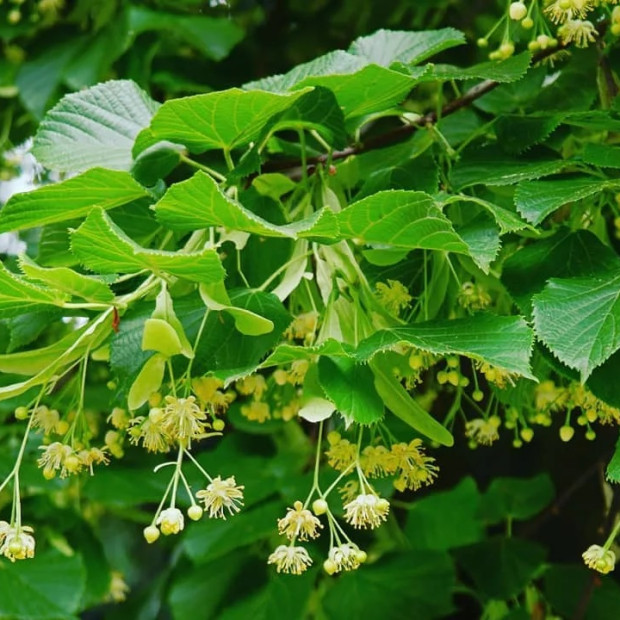 Фото 2. Липа мелколистная в каталоге СЦ Корекозево