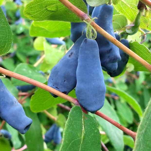 Фото 1. Жимолость «Волхова» в каталоге СЦ Корекозево