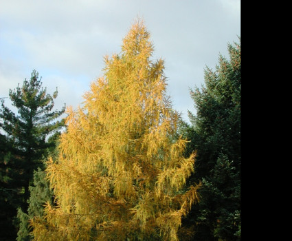 Лиственница европейская в каталоге СЦ Корекозево