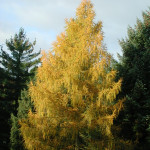 Миниатюра 1. Лиственница европейская в каталоге СЦ Корекозево