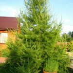 Миниатюра 3. Лиственница европейская в каталоге СЦ Корекозево