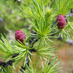 Миниатюра 4. Лиственница европейская в каталоге СЦ Корекозево