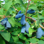 Миниатюра 1. Жимолость «Мальвина» в каталоге СЦ Корекозево