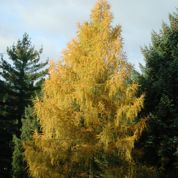 Фото 1. Лиственница европейская в каталоге СЦ Корекозево