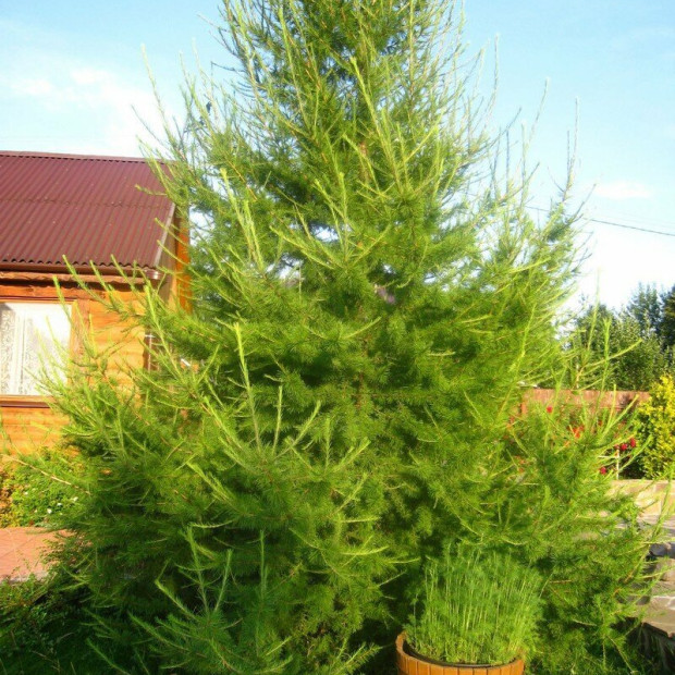 Фото 3. Лиственница европейская в каталоге СЦ Корекозево