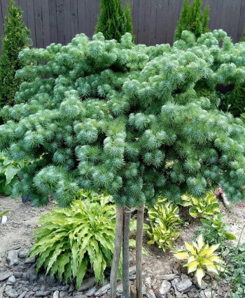 Лиственница кемпфера Blue Dwarf в каталоге СЦ Корекозево