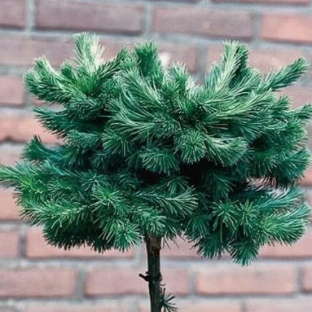 Фото 2. Лиственница кемпфера 