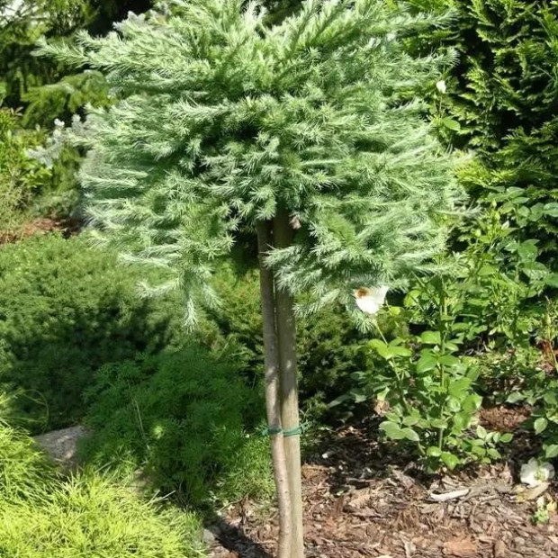 Фото 4. Лиственница кемпфера 