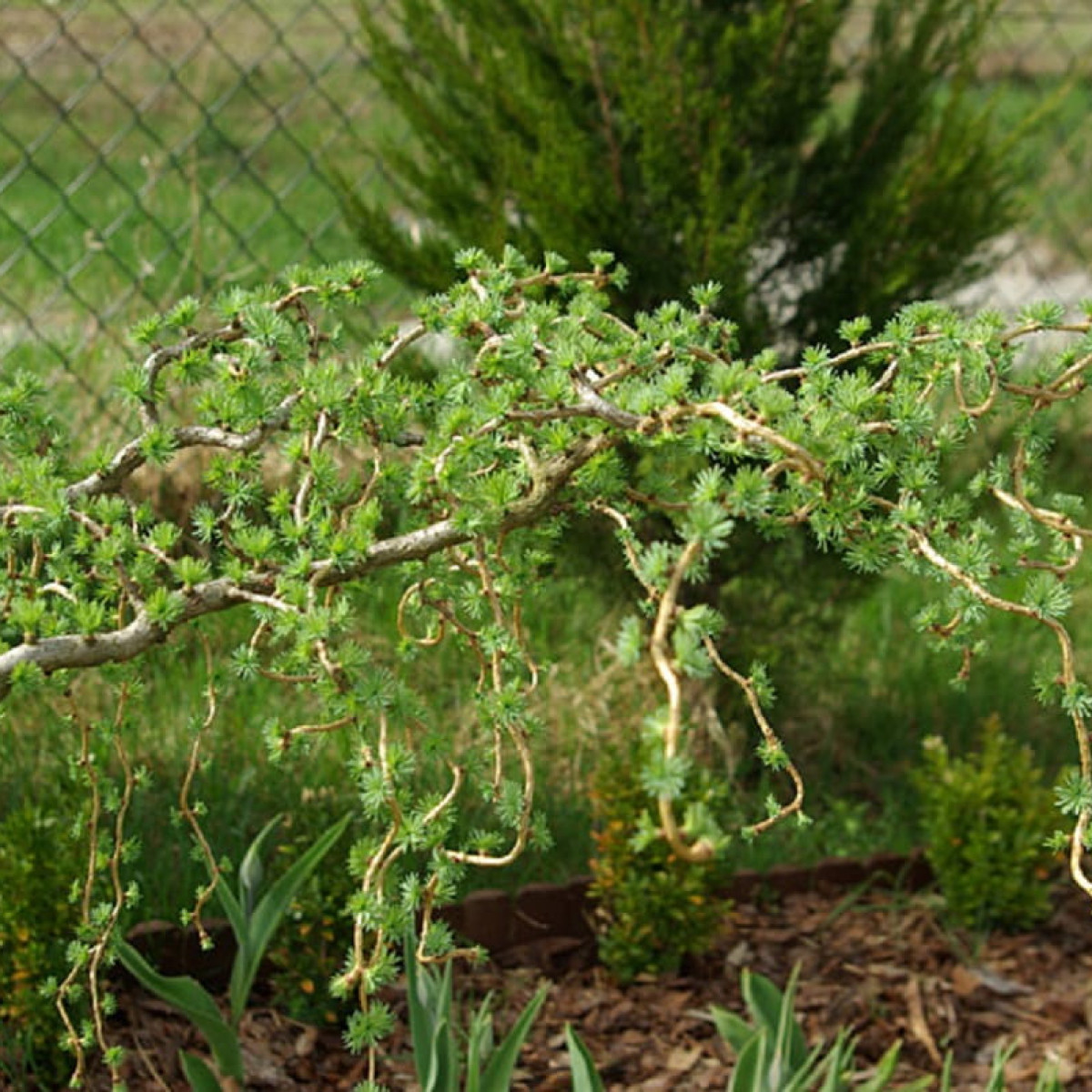 Лиственница кемпфера Diana в каталоге СЦ Корекозево