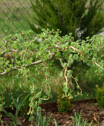 Лиственница кемпфера Diana в каталоге СЦ Корекозево