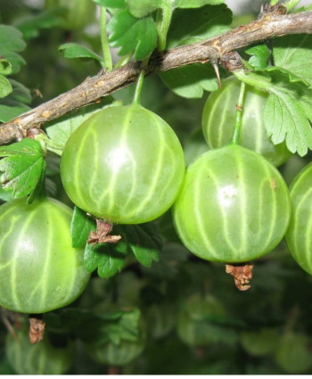 Крыжовник «Малахит» в каталоге СЦ Корекозево