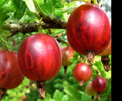 Крыжовник «Русский Красный» в каталоге СЦ Корекозево