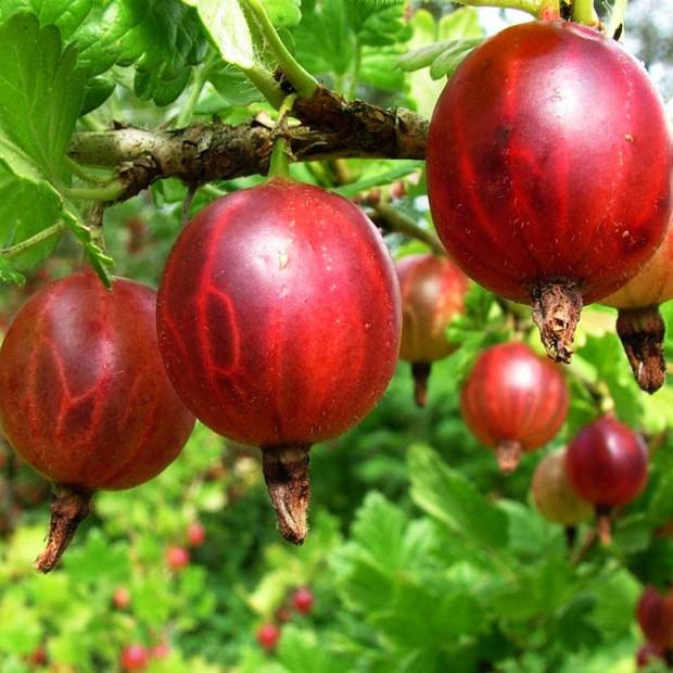 Фото 1. Крыжовник «Русский Красный» в каталоге СЦ Корекозево