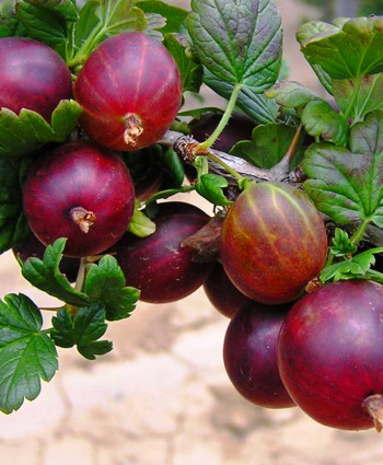 Крыжовник «Сенатор(Консул)» в каталоге СЦ Корекозево