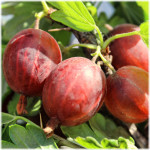 Миниатюра 2. Крыжовник «Сенатор(Консул)» в каталоге СЦ Корекозево