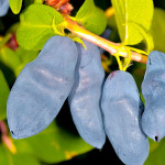 Миниатюра 1. Жимолость «Сильгинка» в каталоге СЦ Корекозево