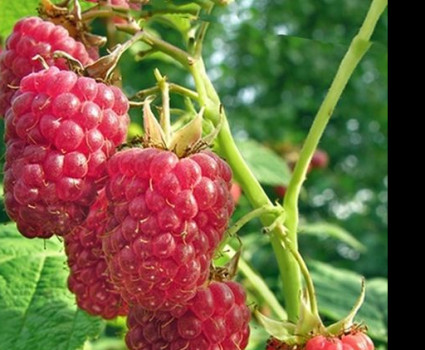 Малина «Глен Ампл» в каталоге СЦ Корекозево