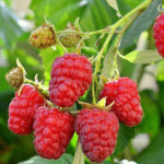 Миниатюра 1. Малина «Красная Гвардия» в каталоге СЦ Корекозево