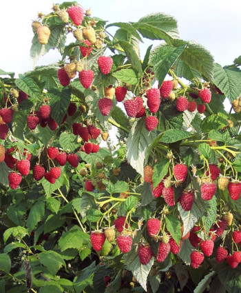 Малиновое дерево «Сказка» в каталоге СЦ Корекозево