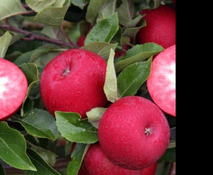 Яблоня «Тринити»  красномякотная в каталоге СЦ Корекозево