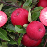 Миниатюра 1. Яблоня «Тринити»  красномякотная в каталоге СЦ Корекозево