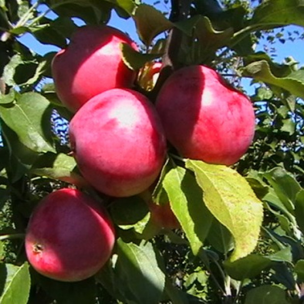 Фото 3. Яблоня «Тринити»  красномякотная в каталоге СЦ Корекозево