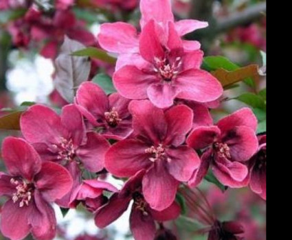 Яблоня «Хелена» в каталоге СЦ Корекозево