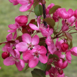 Миниатюра 2. Яблоня «Хелена» в каталоге СЦ Корекозево