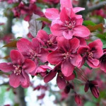 Миниатюра 1. Яблоня «Хелена» в каталоге СЦ Корекозево