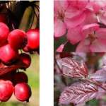 Миниатюра 3. Яблоня «Хелена» в каталоге СЦ Корекозево