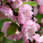 Миниатюра 1. Миндаль трехлопастной 