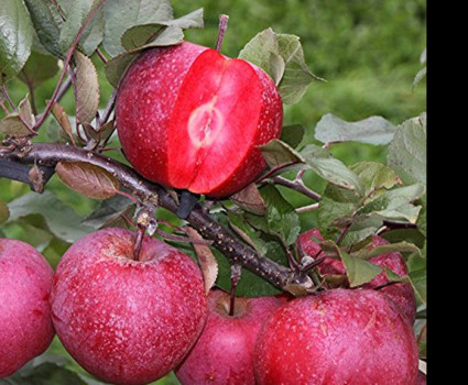 Яблоня «Сирена» красномякотная в каталоге СЦ Корекозево