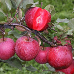 Миниатюра 1. Яблоня «Сирена» красномякотная в каталоге СЦ Корекозево