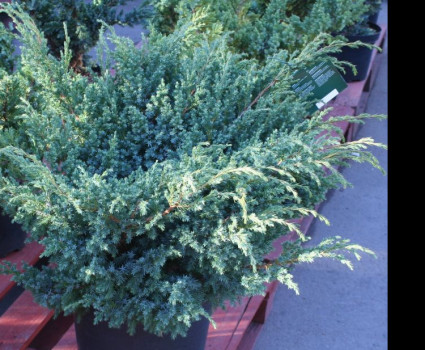 Можжевельник чешуйчатый Blue Compact в каталоге СЦ Корекозево