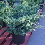 Миниатюра 1. Можжевельник чешуйчатый 