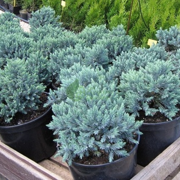 Фото 3. Можжевельник чешуйчатый 