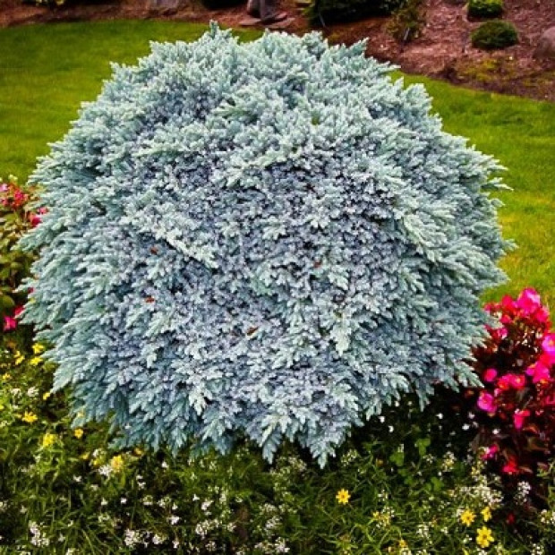 Фото 4. Можжевельник чешуйчатый 