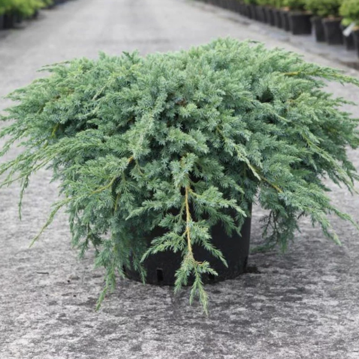 Можжевельник чешуйчатый Блю Карпет в каталоге СЦ Корекозево