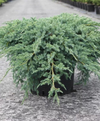 Можжевельник чешуйчатый Блю Карпет в каталоге СЦ Корекозево