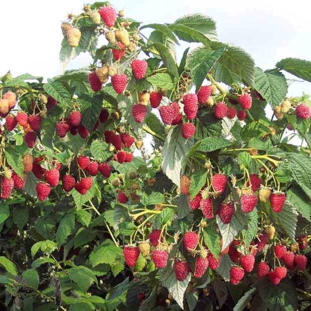 Фото 1. Малиновое дерево «Сказка» в каталоге СЦ Корекозево