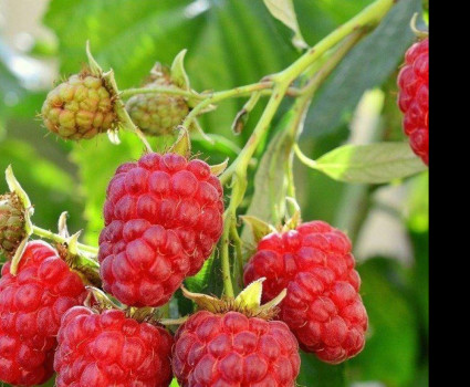 Малина «Красная Гвардия» в каталоге СЦ Корекозево