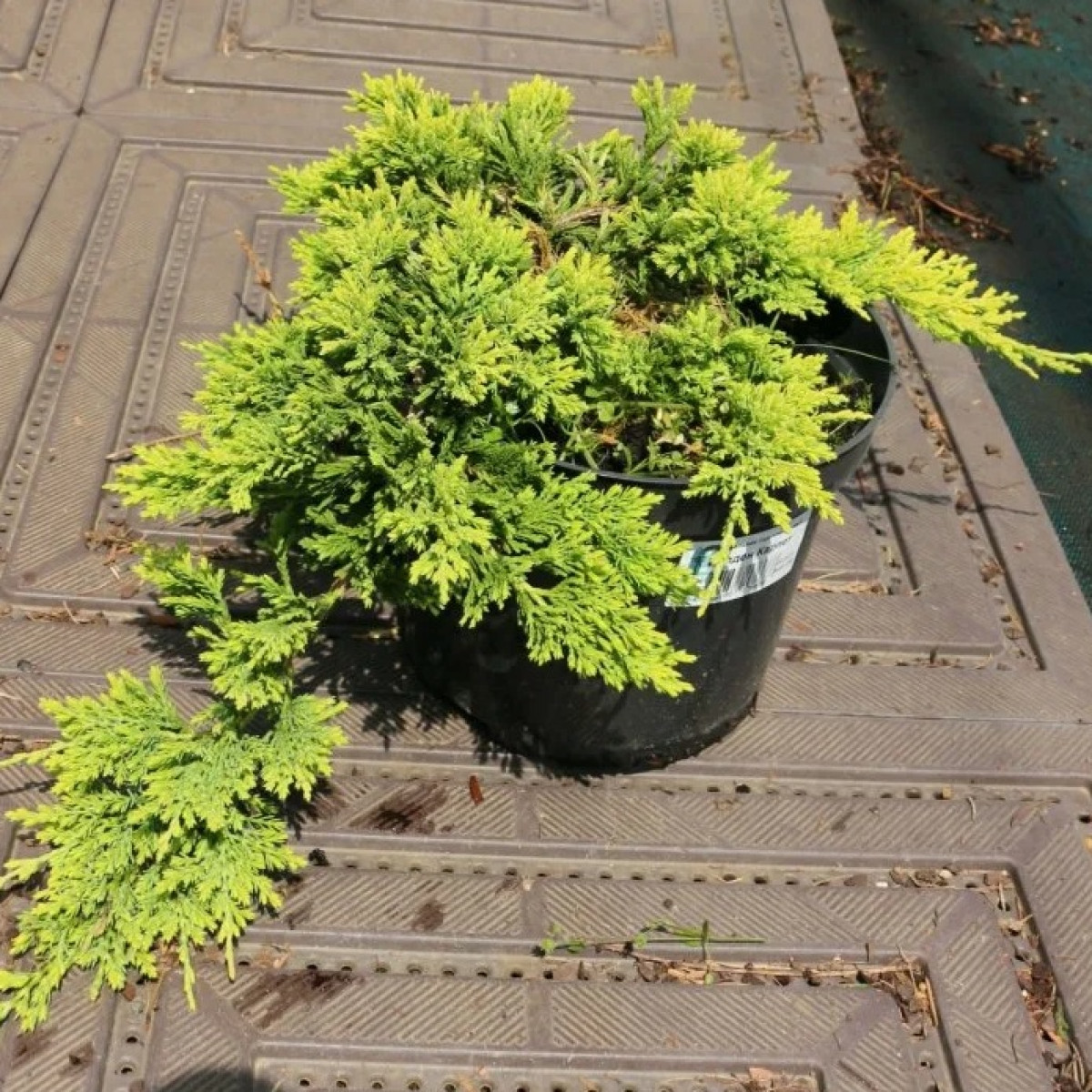 Можжевельник горизонтальный Golden Carpet в каталоге СЦ Корекозево