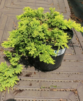 Можжевельник горизонтальный Golden Carpet в каталоге СЦ Корекозево