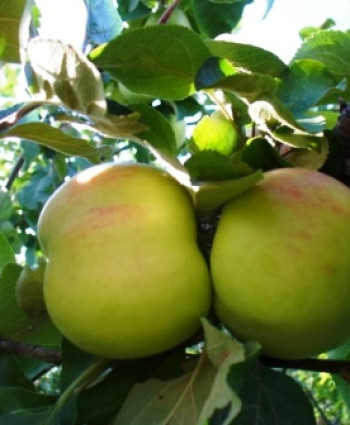 Яблоня «Воргуль» в каталоге СЦ Корекозево