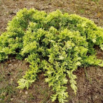 Миниатюра 3. Можжевельник горизонтальный 