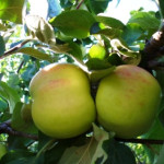 Миниатюра 1. Яблоня «Воргуль» в каталоге СЦ Корекозево