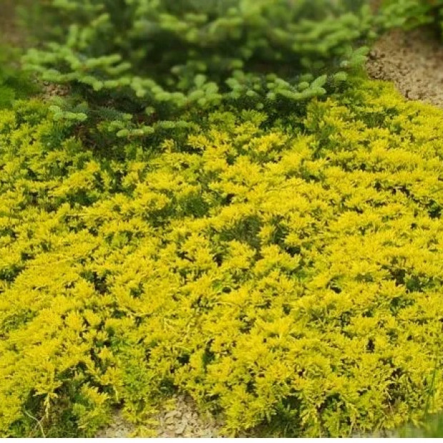 Фото 2. Можжевельник горизонтальный 